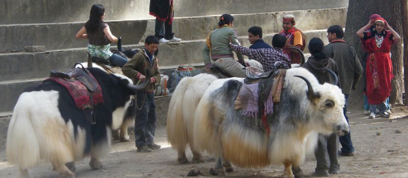 Manali Volvo Tour Package From Delhi