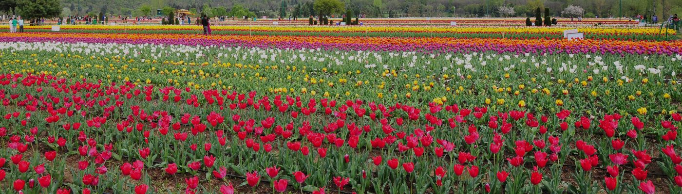 Kashmir Tour Package