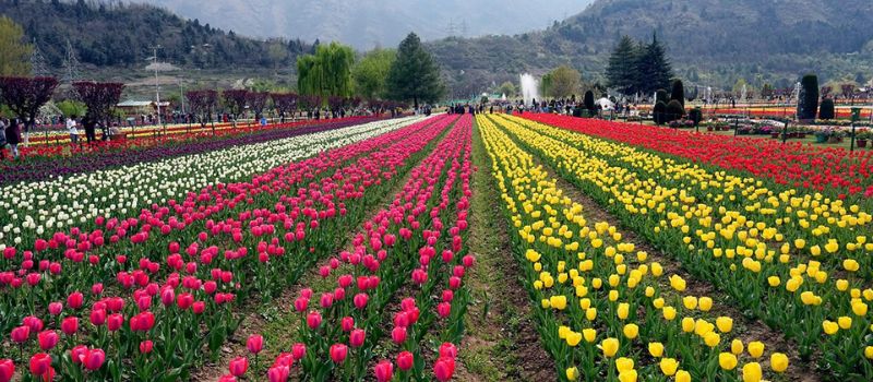 Jannat E Kashmir Tour Package