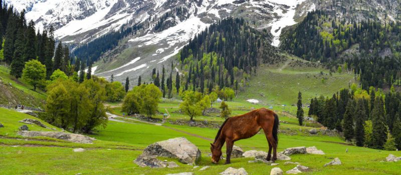 Jannat E Kashmir Tour Package