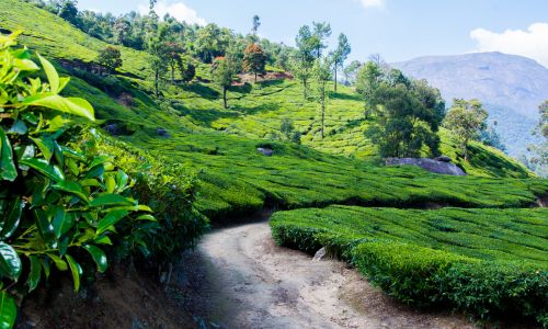 Kerala Tour Package