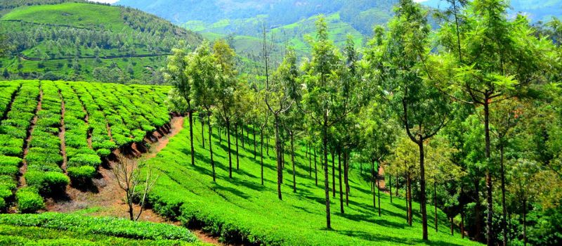 Kerala Short Tour Package