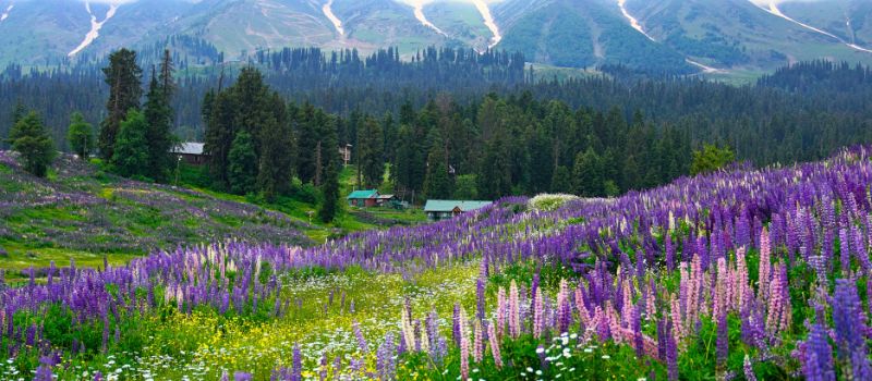 Leh Ladakh tour package