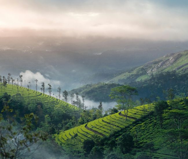 Munnar Alleppey Tour Package