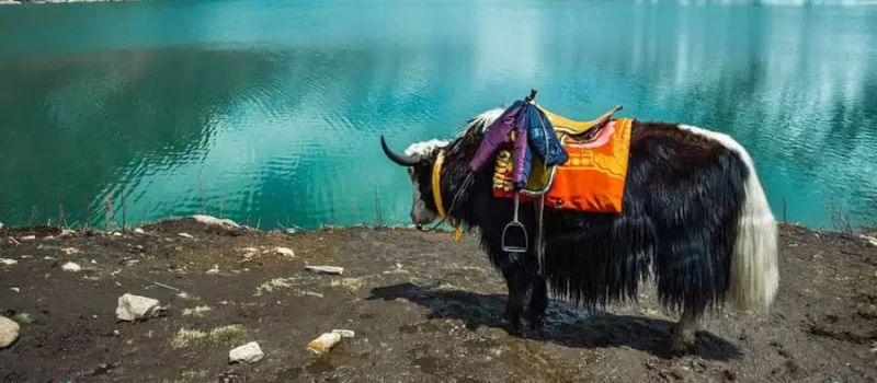  Darjeeling Tour Package